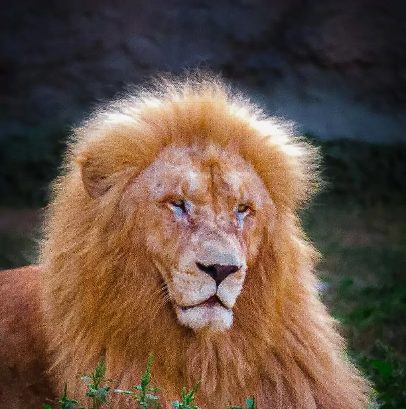 Portrait of a male lion with a full golden mane and a pale face, lying on grass in front of a dark rock wall at Dubai Safari Park