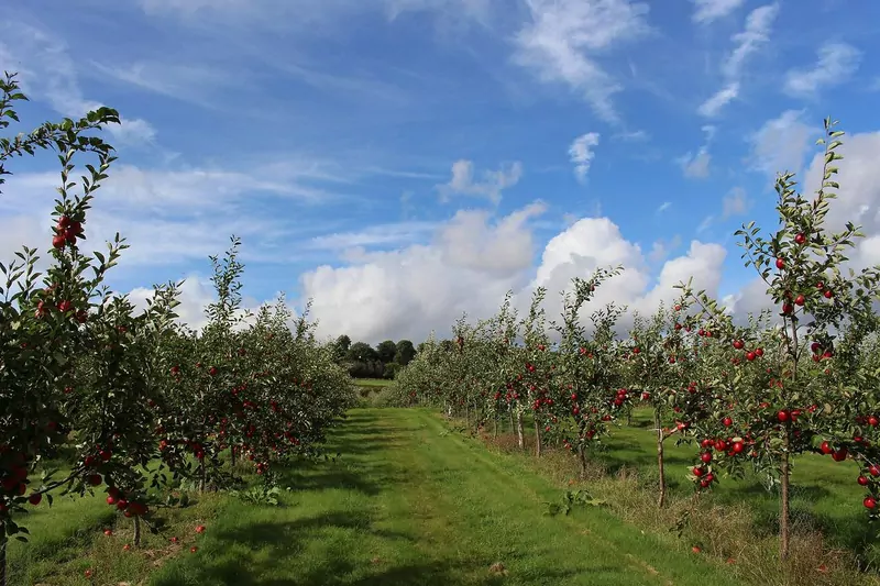 Rows of small apple trees full of red apples in a green orchard under a blue sky with white clouds