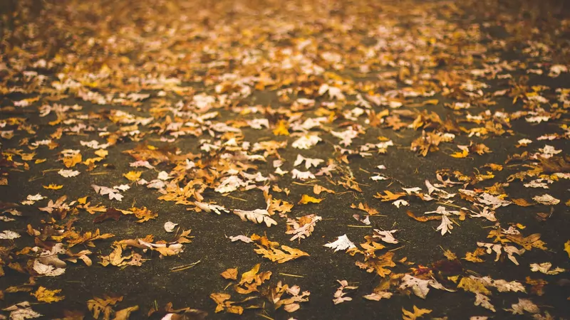 Golden and brown autumn leaves scattered across a dark path