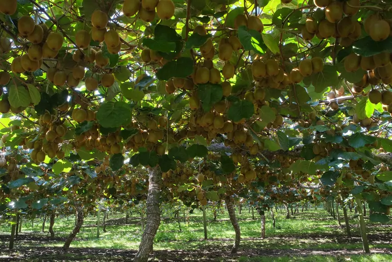 Rows of kiwifruit vines trained overhead on a frame in an orchard, with clusters of brown fruit hanging among green leaves