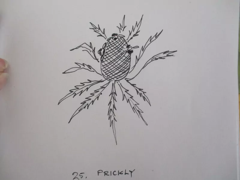 An open sketchbook with a black ink drawing of a spiky sea holly plant, labeled 25. Prickly