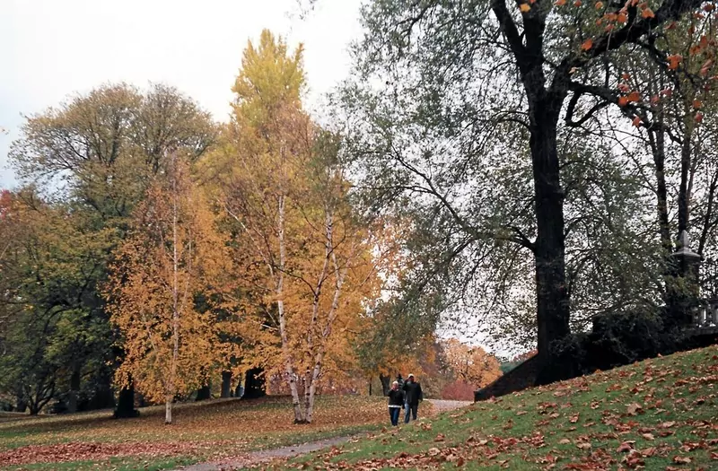 Two people walking along a path through a park with tall autumn trees in yellow and orange