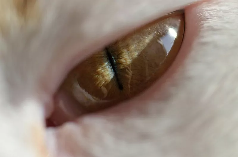 An extreme close-up of a cat's amber eye with a narrow vertical pupil