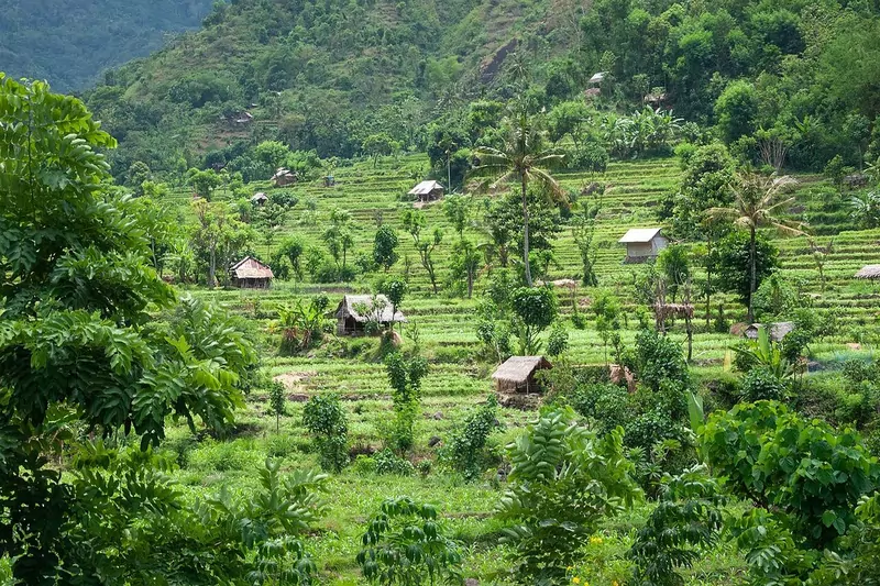Green terraced rice fields with small huts and palm trees on a hillside