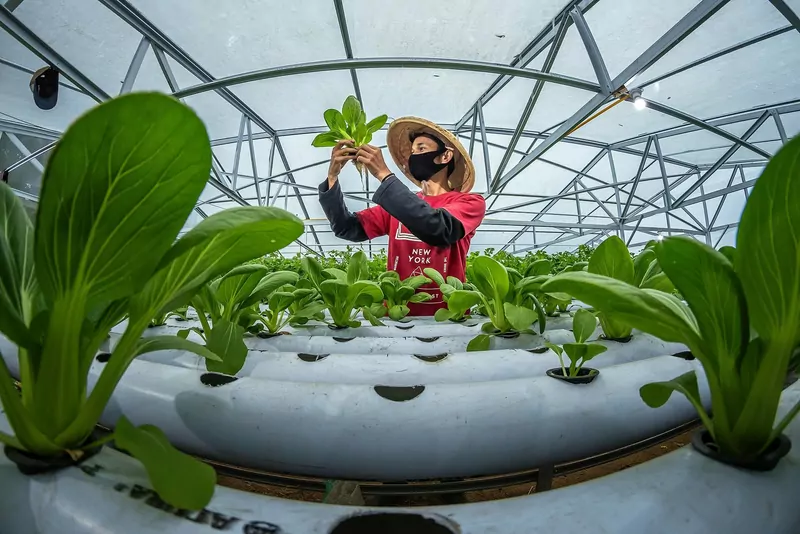 A farmer in a straw hat holds up a young green vegetable inside a greenhouse full of hydroponic growing pipes